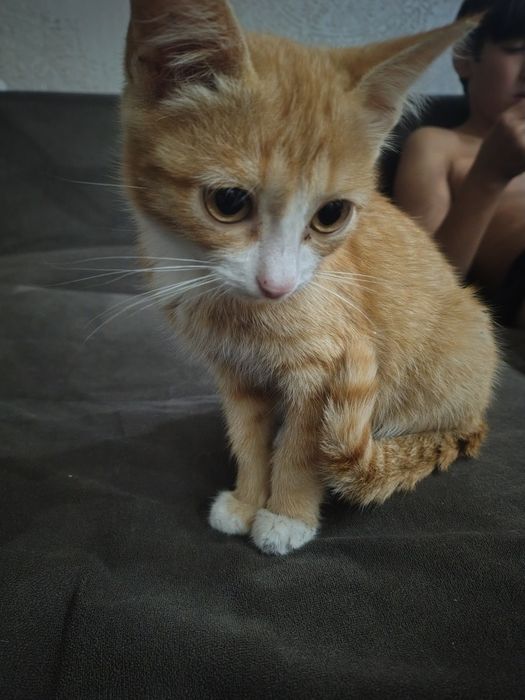 Котик добрые руки
