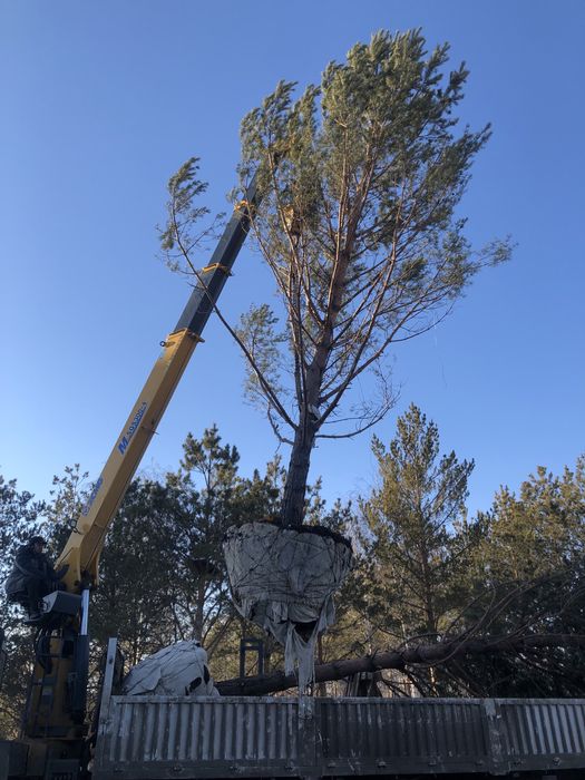 Озеленение територии