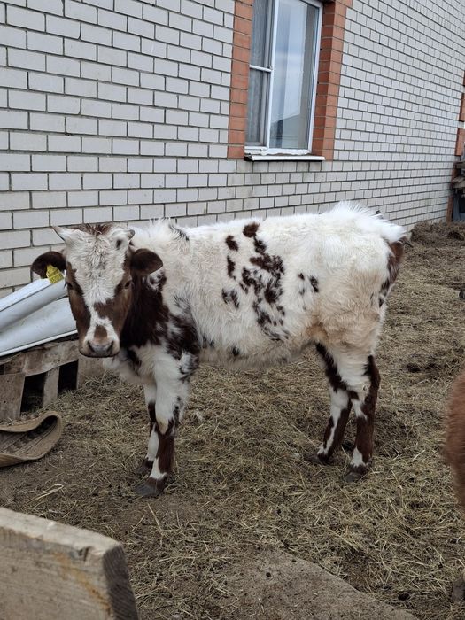 Продам срочно!!!