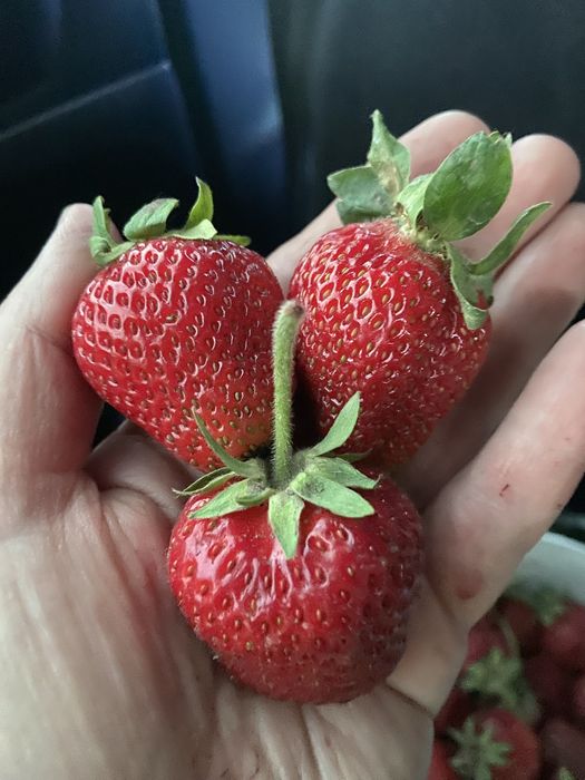 Продам дачу общество Каучук
