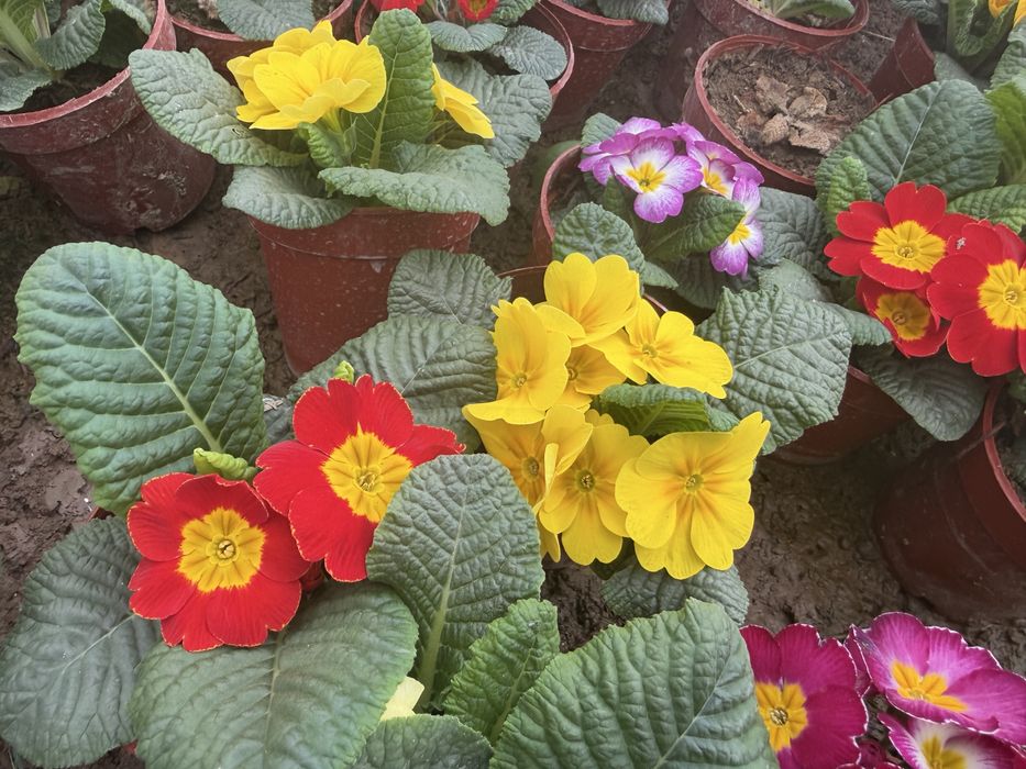 Цветы оптом разные