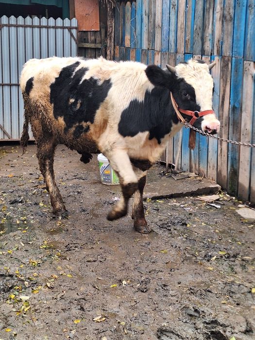 Tăuraș de vânzare