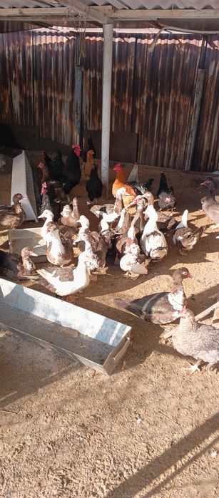 Молодые индоутки