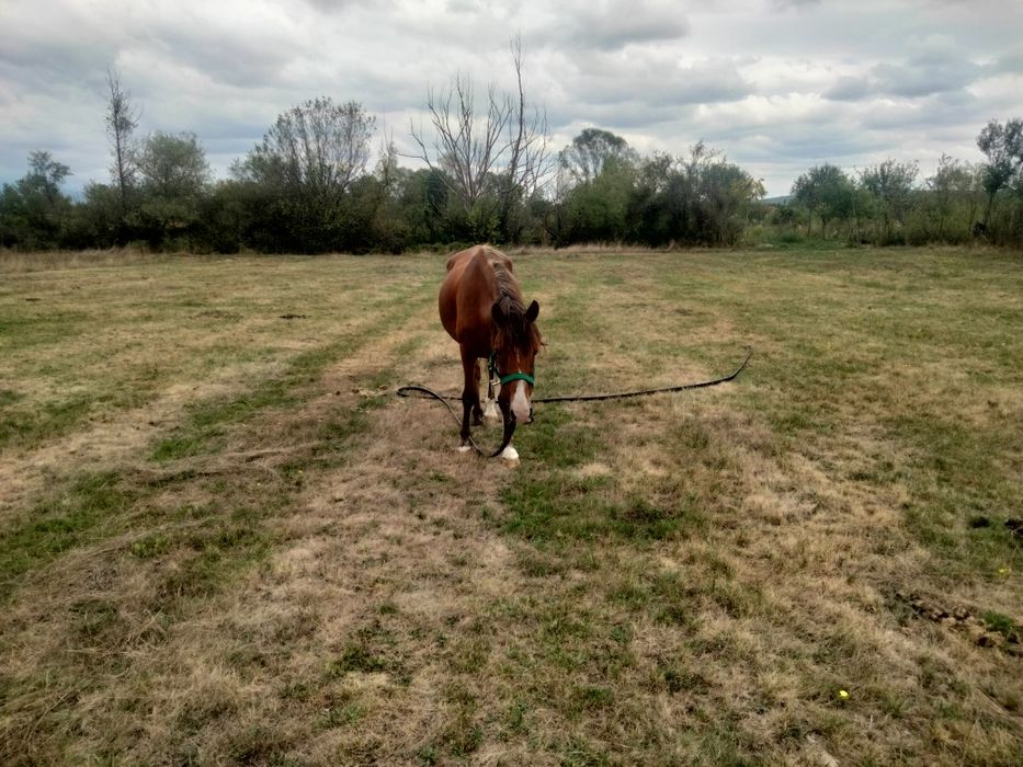 Cal de vînzare rasa Roib