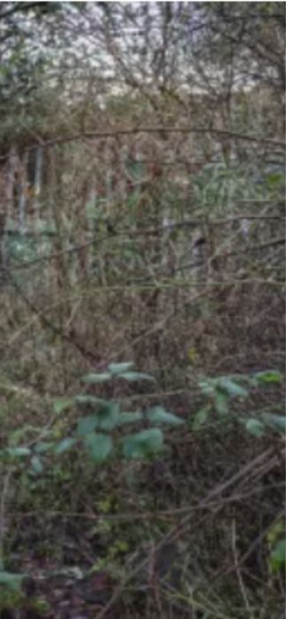 Дачный участок в городе. Наурыз