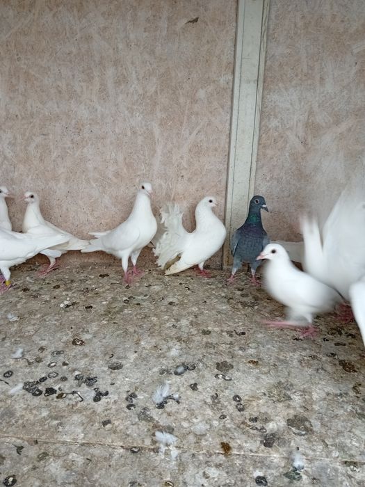 Porumbei albi voiajori