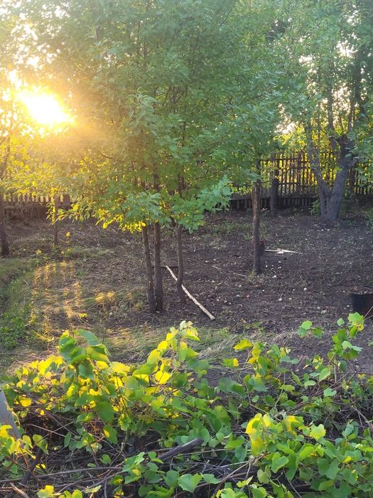 Продам дачу сад Березка