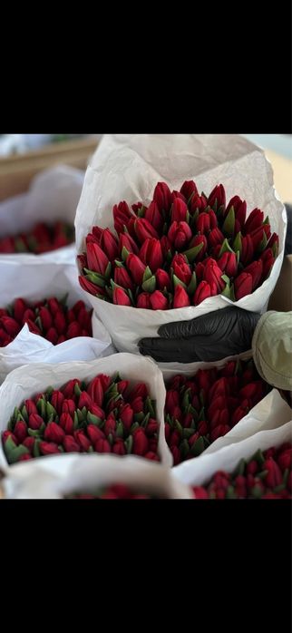 Тюльпаны, тюльпаны розница и опт