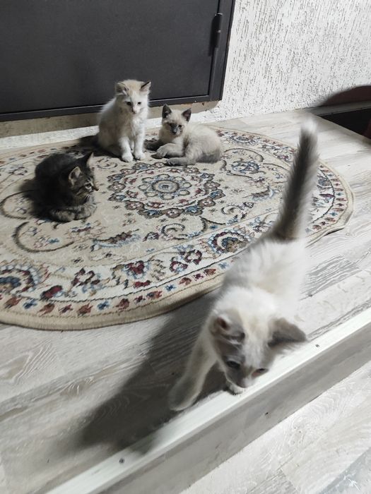 Отдам котят в хорошие руки