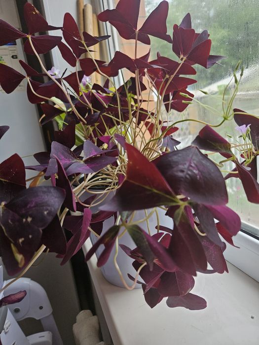 Продам цветы кислица