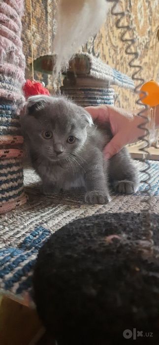 Britan mushukchalari sotiladi/Продаются Британские котята.