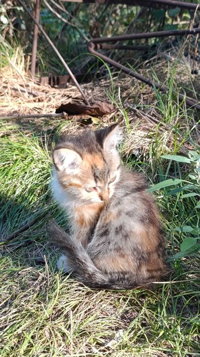 Котята от мамы крысылова