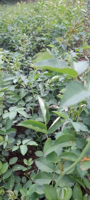 Разсад шипка сорт Пловдив 1