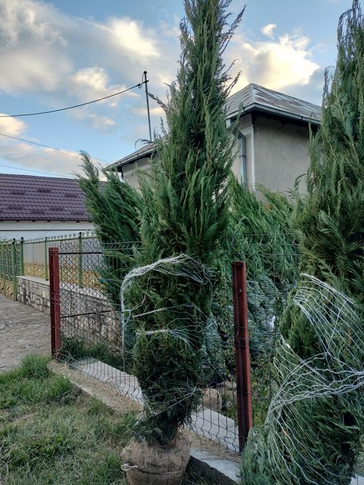Avem plante ornamentale de ce mai buna calitate