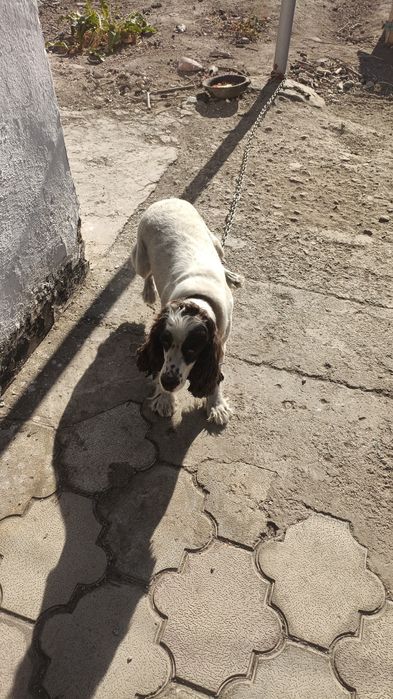 продам спаниель девочка