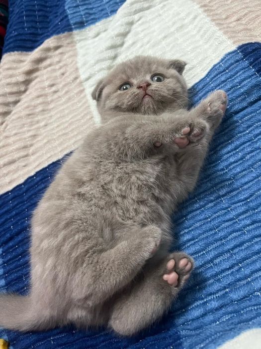 Котята шотландские