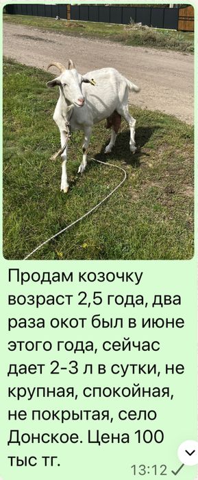 Козы дойные молодые. Село Донское, ВКО