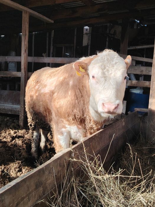 Продам двух быков.