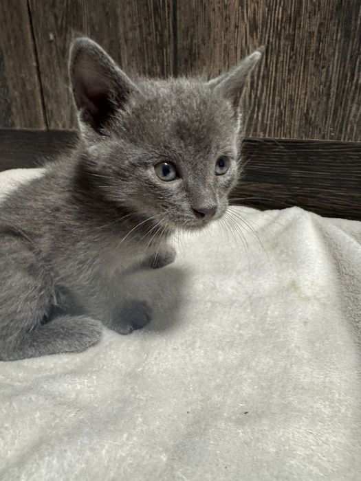 Продам котят добрым людям