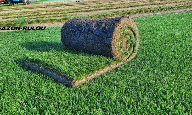 Gazon Natural Aclimatizat – Livrare în Toată Țara și Montaj