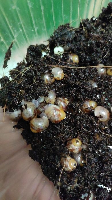 Продам улиток Ахатин от 300тг