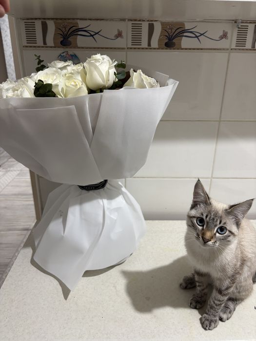 Кошка за 5000 сиамская