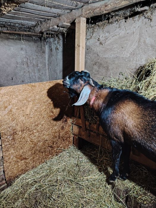 Tap anglonubian de vanzare