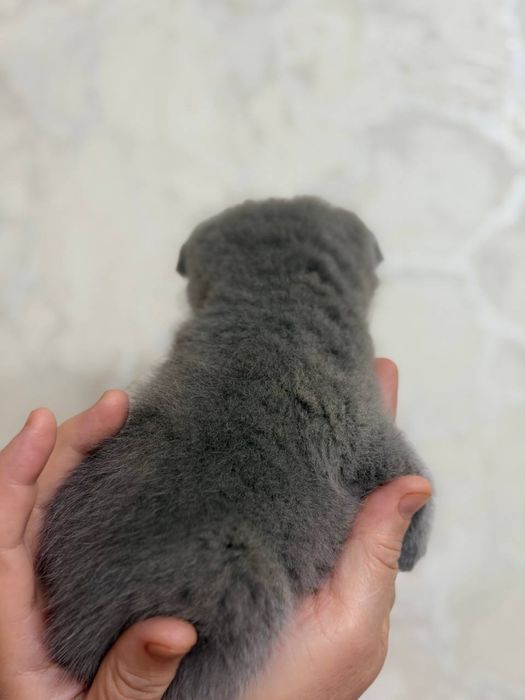 Мушук боласи,котенок