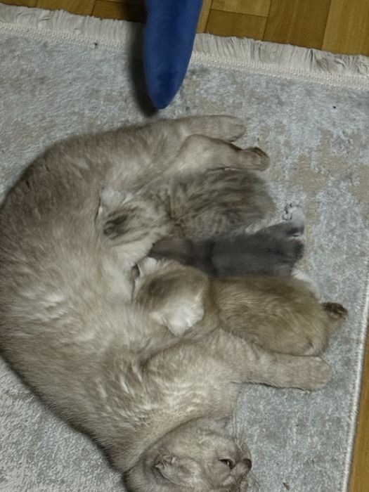Шотландские котята