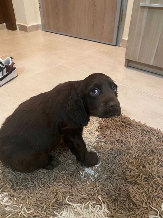 Продавам Кокер Шпанъол с Лагото