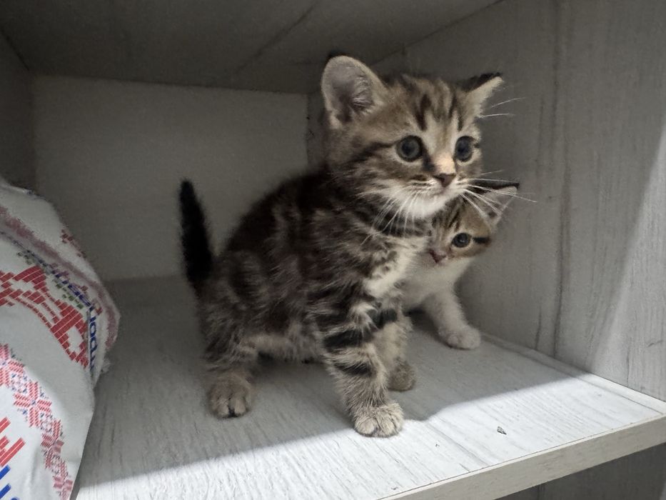 Кошки Британская