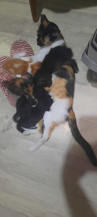 Котенки в хорошие руки