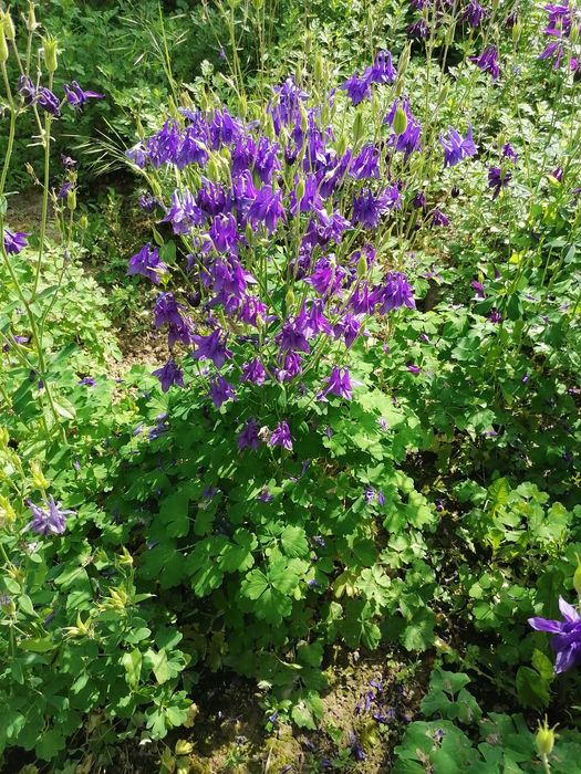 Рассада цветов для двора