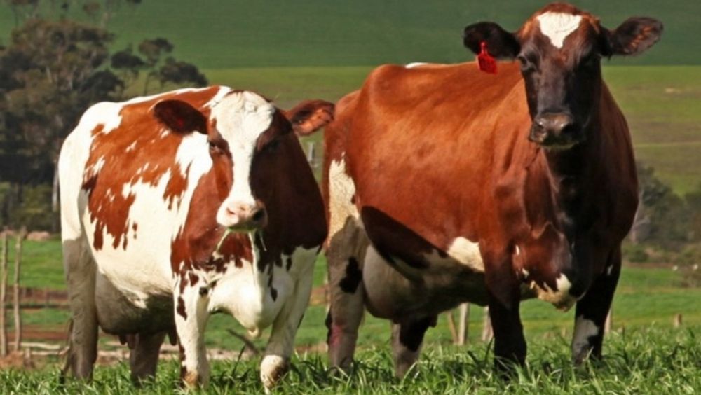 Продам айширок молодых