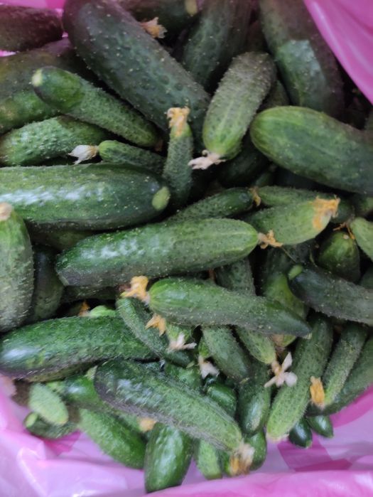 Продам огурцы дачные