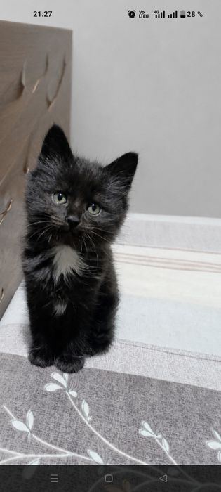 Отдам котят мальчиков