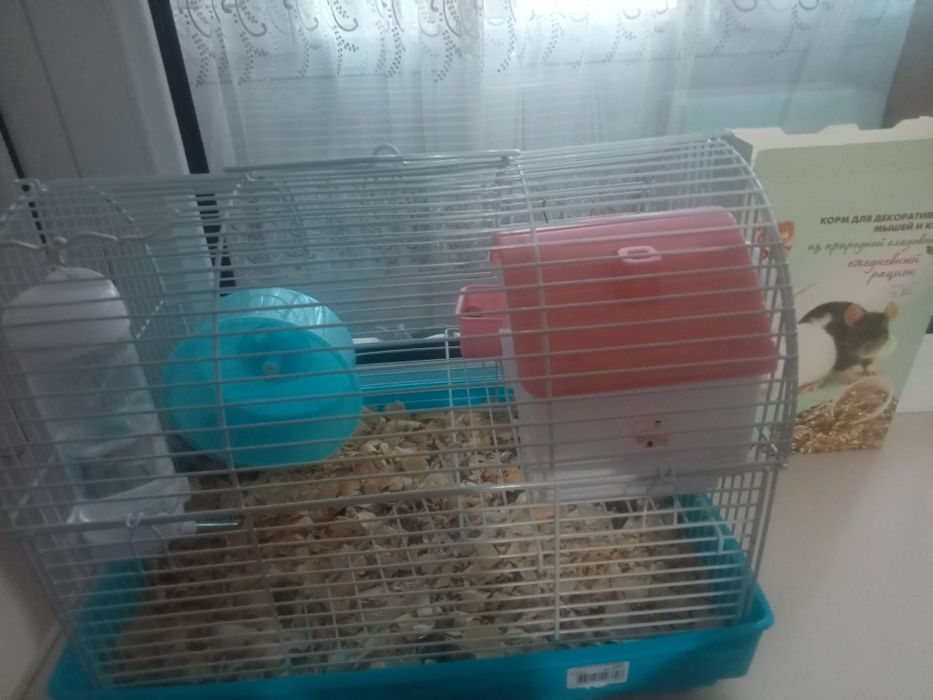 Хомяк взрослый прирученый