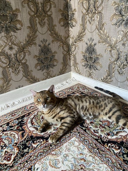 Bengal mushik yoshi 2 yosh