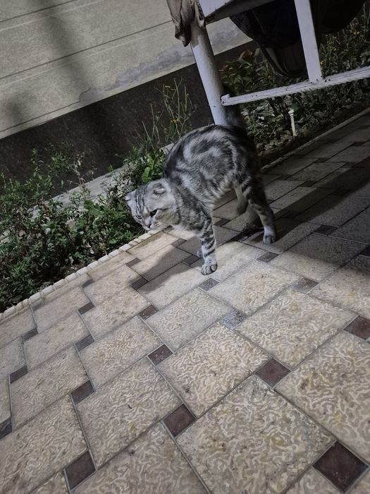 Scottish fold erkak