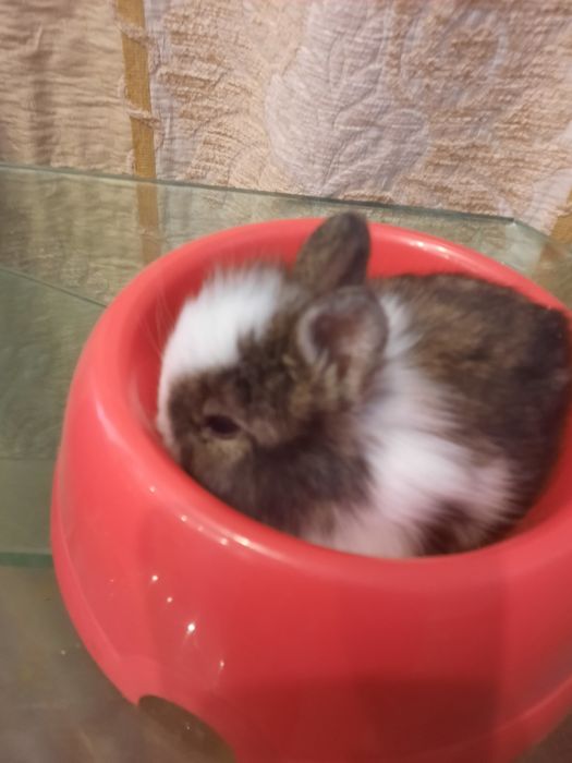 Декоративный кролик,  миник.