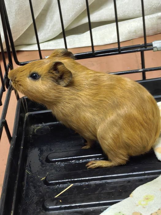 Морская свинка девочка