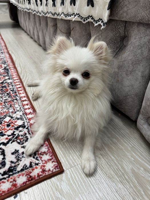 Померанский шпиц