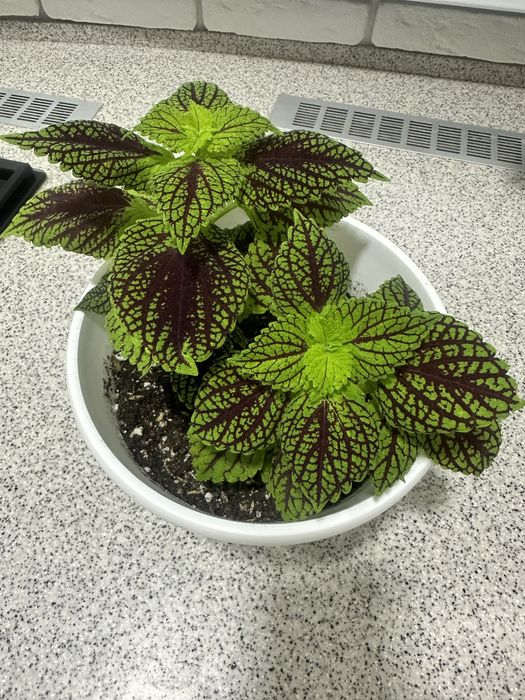 Продам колеус