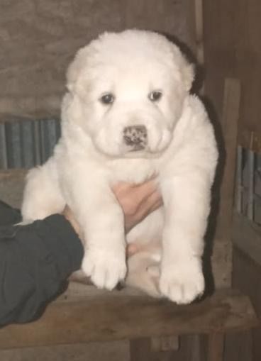 Продам самого крупного щенка в помете