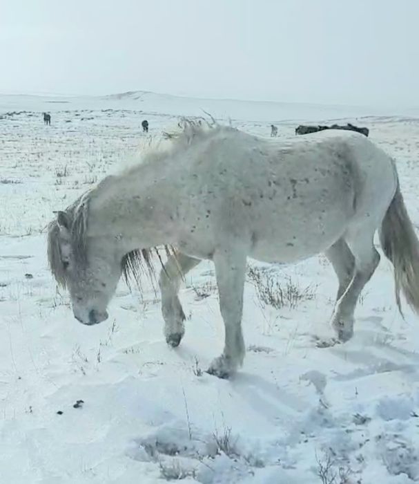 Семіз айғыр жеребец