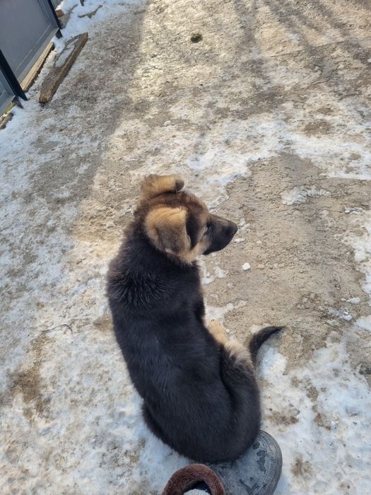 Немецкая овчарка щенок