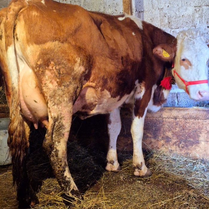 Vând vaca baltata romaneasca 4 ani fffff bună de lapte