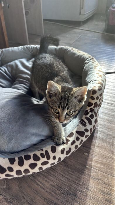 Отдам бесплатно котят