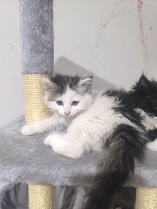 Котята в поиске дома