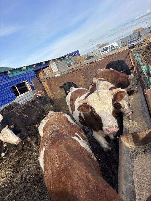 Продам быков с откорма